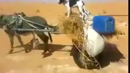 Ambulansa bile yol vermeyen mahluklar görse de ders alsa keşke...