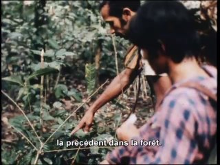 La guerre de pacification en Amazonie