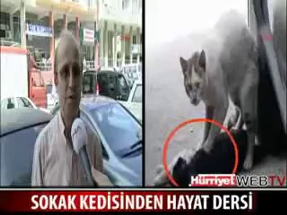 Sokak Kedisinden Hayat Dersi
