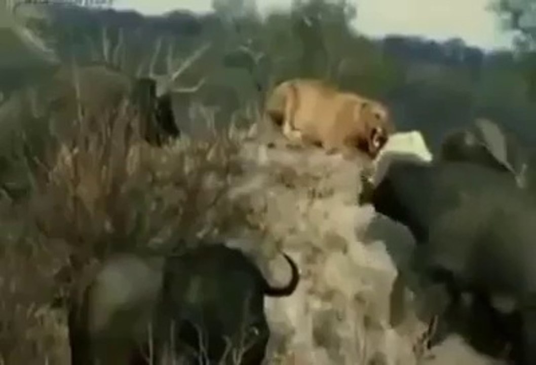 Jungle ka Badshah