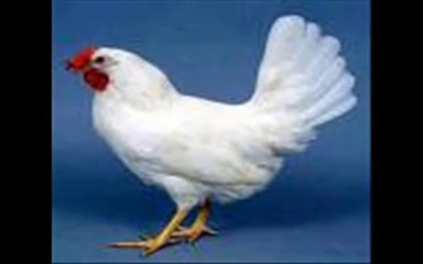 Kuş Gribi-Kars Kuşkonmaz Mahallesi SESLİASİL