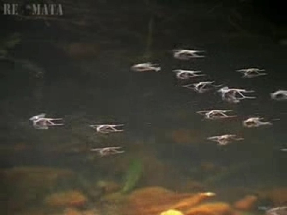Araignee d'eau