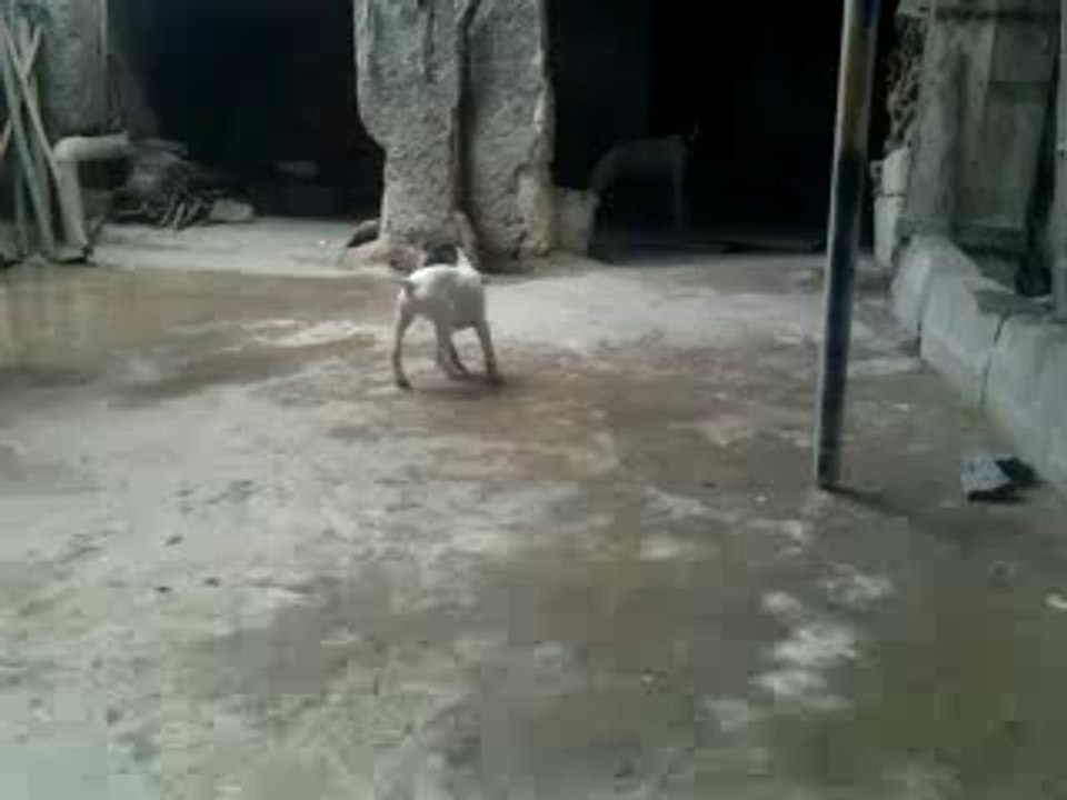 2 AYLIK KARA KAFA POİNTER  FERMA