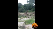 Zürafa avlayan aslan