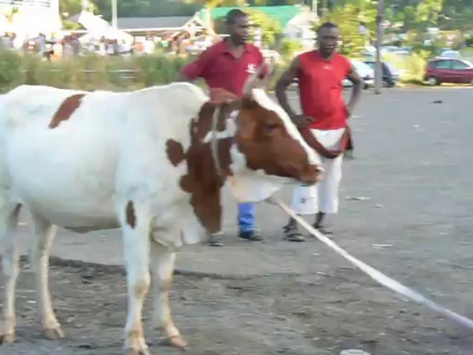 The Second Zebu Chase
