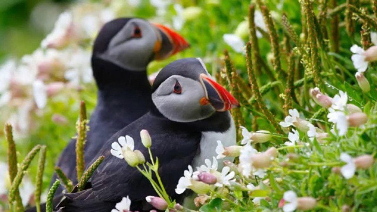 __Bird Of Paradise__ Peter,Sue _ Marc