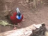 beautiful bird who change his face color  regularly.