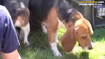 Laboratuvardan Kurtarılan Köpeklerin Güneş ve Çimle İlk Tanışma Anları