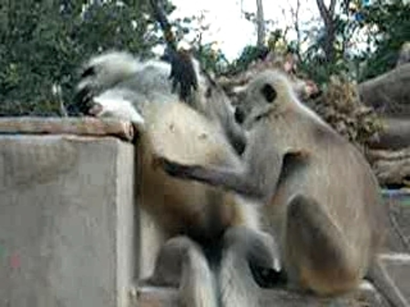 ⁣Monkey groomer