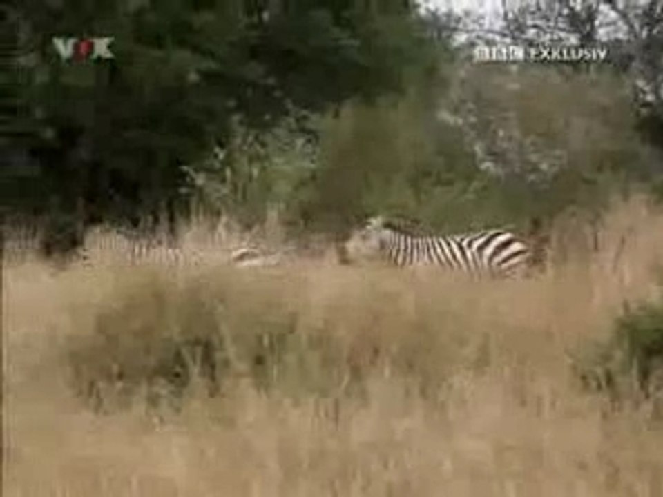 2v3.Tagebuch.der.Raubkatzen