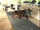 Dairy Farming in Tamilnadu | Details on How to Start, Run and Profit from a Dairy Farm in Tamilnadu