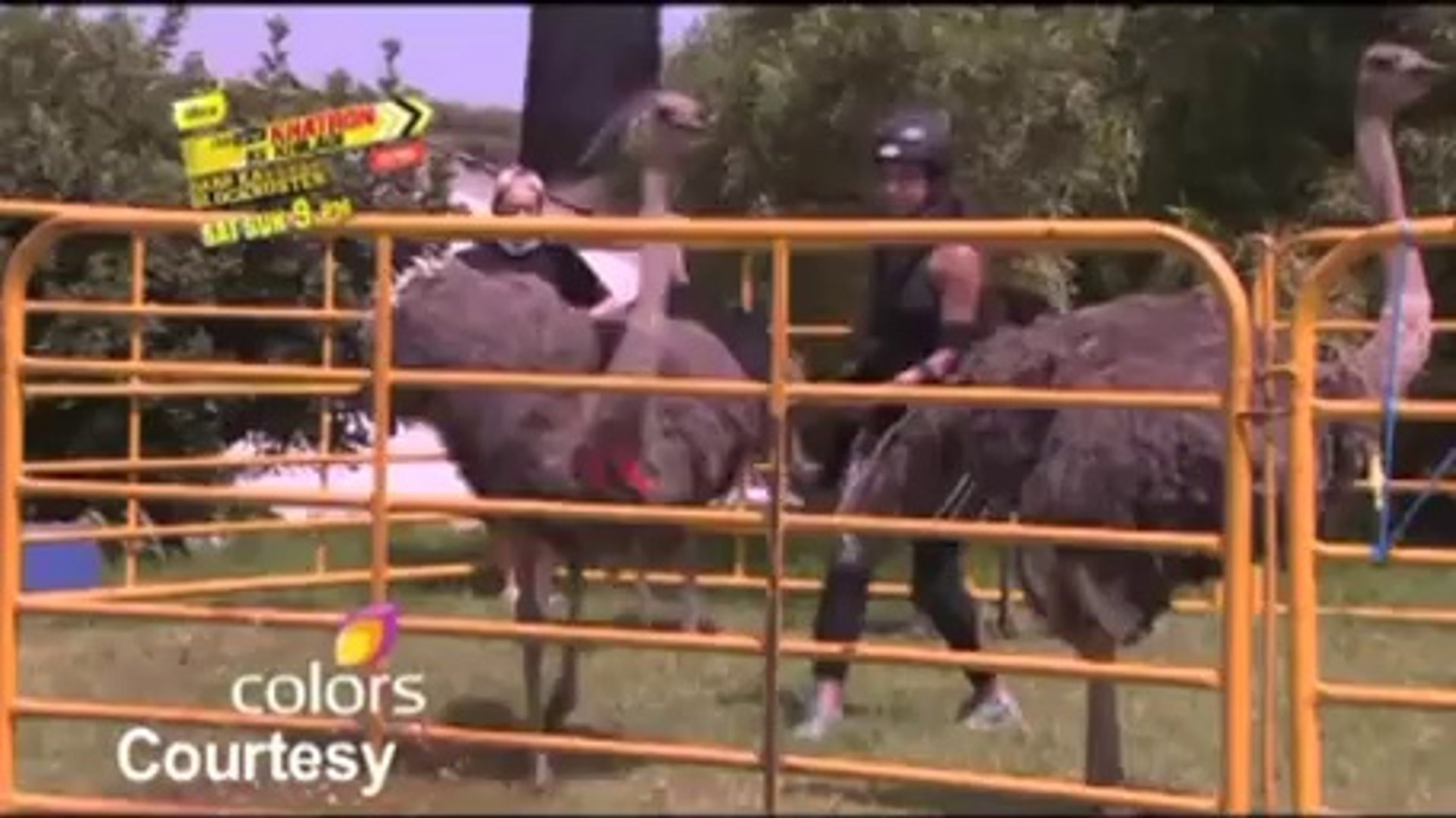 Khatron Ke Khiladi : Ostrich ride for contestants - IANS India Videos