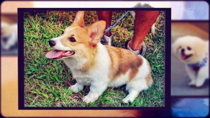 luxury pet accommodation