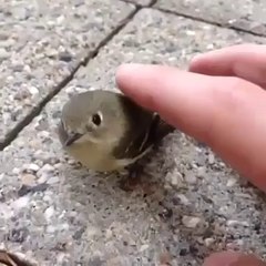 bird machine - takozovic.com