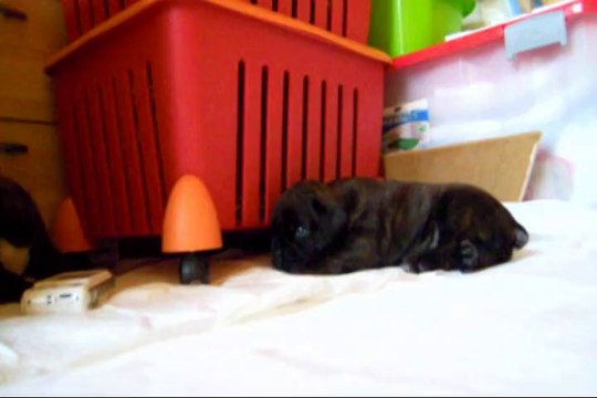 Jiago des Steppes Perdues (GEISHA des STEPPES PERDUES X DON JUAN du CINQUIEME DÔME) à 24 jours, 2014-04-27