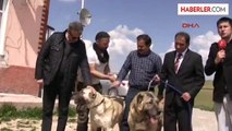 Beşiktaş Kulübü Başkanı Orman, Kangal Çiftliğini Ziyaret Etti