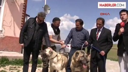 Beşiktaş Kulübü Başkanı Orman, Kangal Çiftliğini Ziyaret Etti