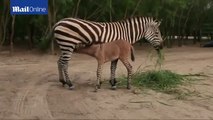Zebra and Donkey Cross Or Zonkey, Born in a Mexico Zoo