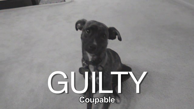 Adorable dog eating bills! Hilarious...