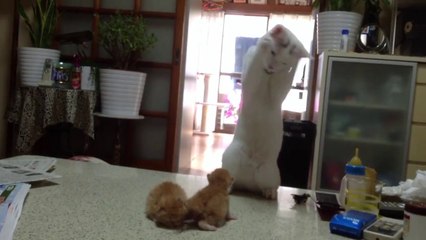 下载视频: Un chat devient fou en voyant 2 chatons jouer. Trop Mignon!