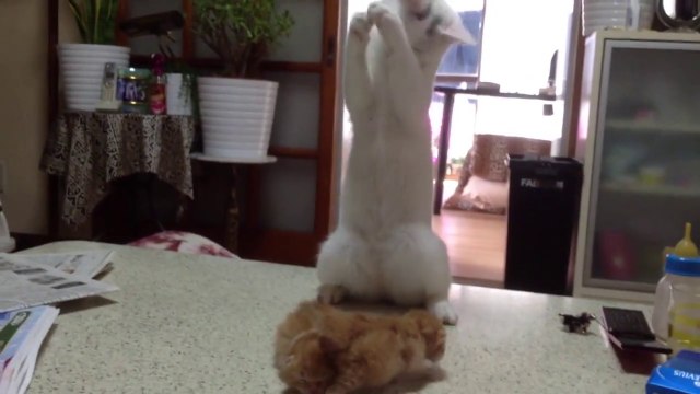 Adorable crazy cat playing with 2 kittens!