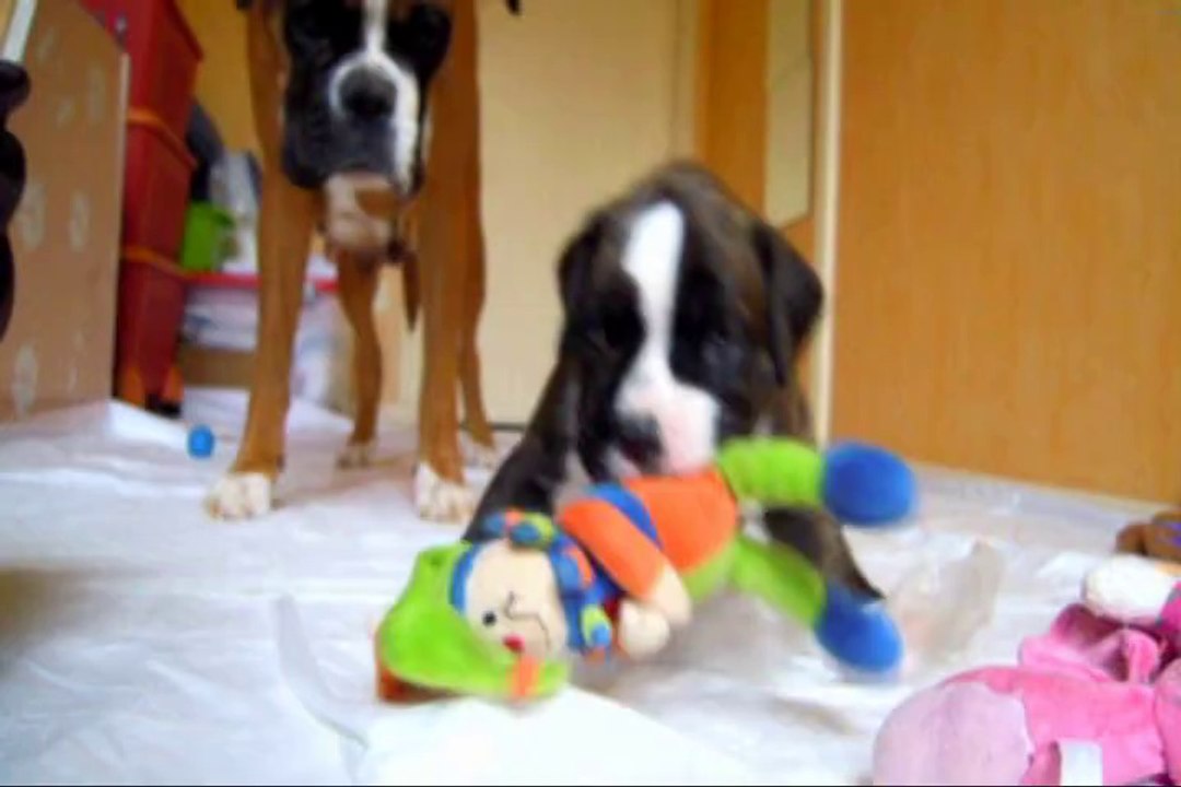 Juan des Steppes Perdues (GEISHA des STEPPES PERDUES X DON JUAN du CINQUIEME DÔME) à 24 jours, 2014-04-27