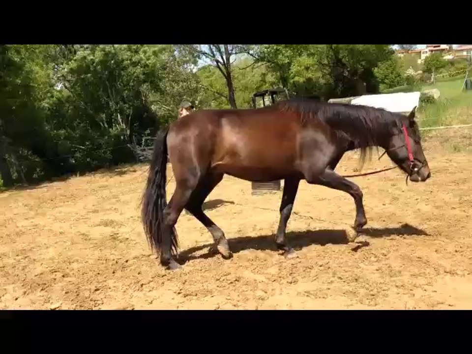 Débourrage Divino, PRE de trois ans Méthode Cheval-Oblige II