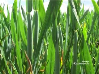 Zaštita pšenice, Galenika Fitofarmacija_ 345 _26.04.2014.