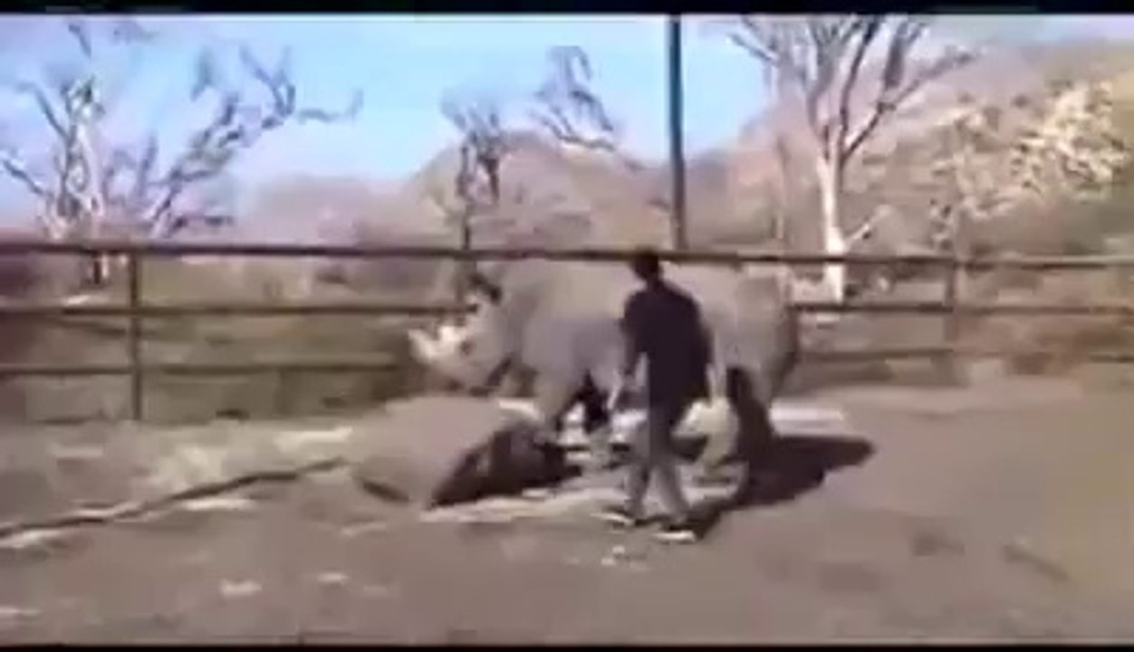 this guy is Brave or Stupid