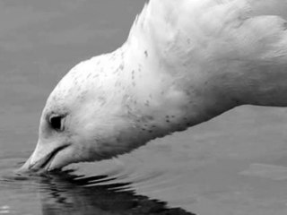 Leman Sam - Sorgu (1992)