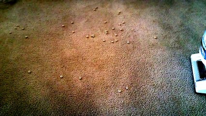 Shark Navigator Lift-away Pro Review and Test