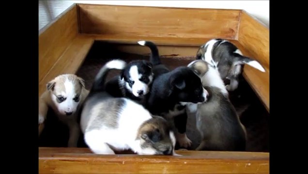 LES CHIOTS S'AMUSENT