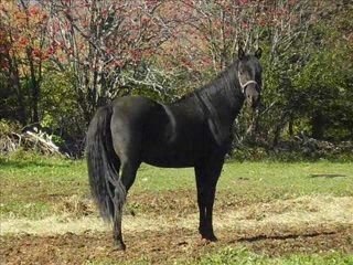 les chevaux qui nous aimont