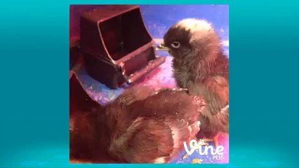 Vine Pets™ ◄ Tuesday, April 1st, 2014 ★ Vine Compilation