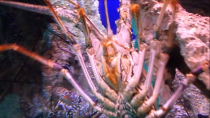 3 Day Free Cruise to the Bahamas