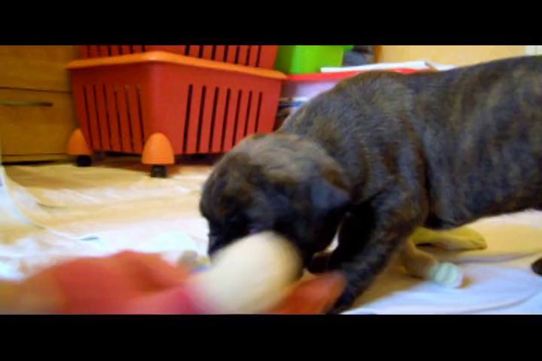 Jarko des Steppes Perdues (GEISHA des STEPPES PERDUES X DON JUAN du CINQUIEME DÔME) à 24 jours, 2014-04-27