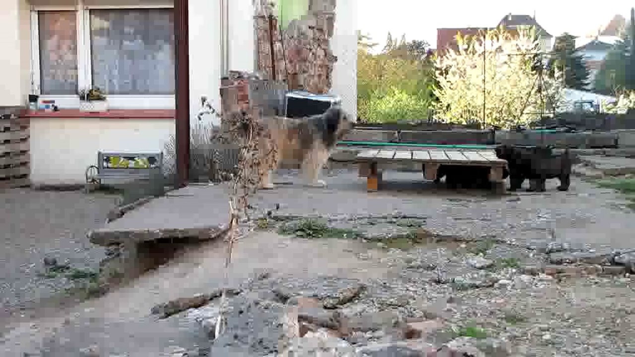 Les chiots appellent Fiby au jeu. (Chiots berger catalans 2014)