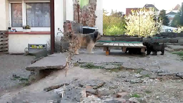 Les chiots appellent Fiby au jeu. (Chiots berger catalans 2014)