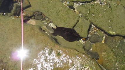 Abalone Cove, Rancho Palos Verdes, CA 4-26-14 (2)