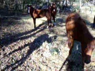Les trois pouliches