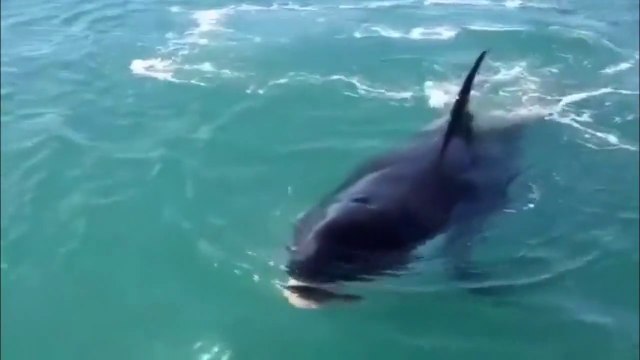 Les meilleurs WIn et plus beaux FAIL d'avril 2014... Sport, crashs, gamelles, animaux et grands moments!