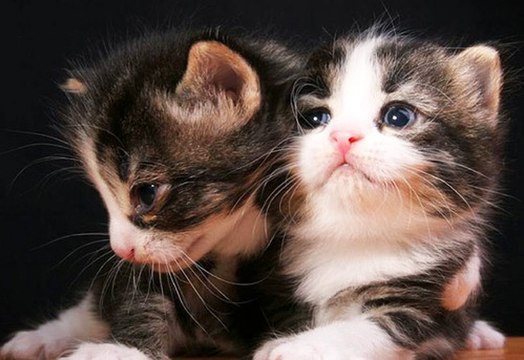 Best Of Animaux Drôles et Mignons - Cute and Funny Animals