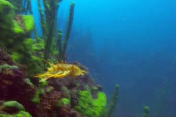 Planeta Terra. 02. Agua Doce