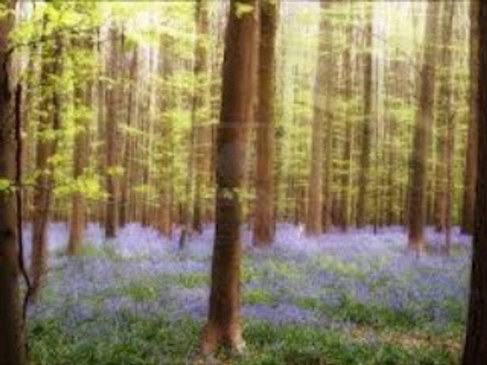 風が連れ去った恋 Elle était si jolie (アラン・バリエール & Alain Barrière) シャンソン / 訳詞初稿 Sima