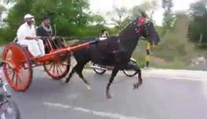 ahmed shah horse aatish jumma try 25-4-14(zahid rafiq tanga maker rawalpindi