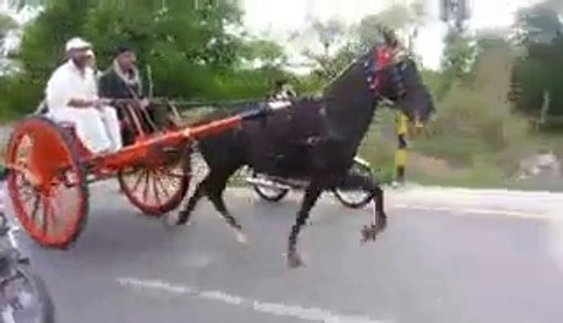 ahmed shah horse aatish jumma try 25-4-14(zahid rafiq tanga maker rawalpindi