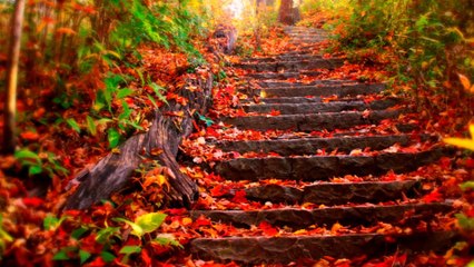 İç Benim İçin - Kanun Sevenler