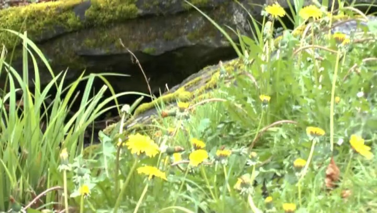 LES PROMENADES DE MICHOU W-D.D. - PROMENADE SOUS LA PLUIE AU PARC BEAUMONT..