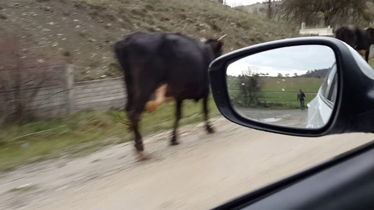 Suriyeli Hukukçu Çoban