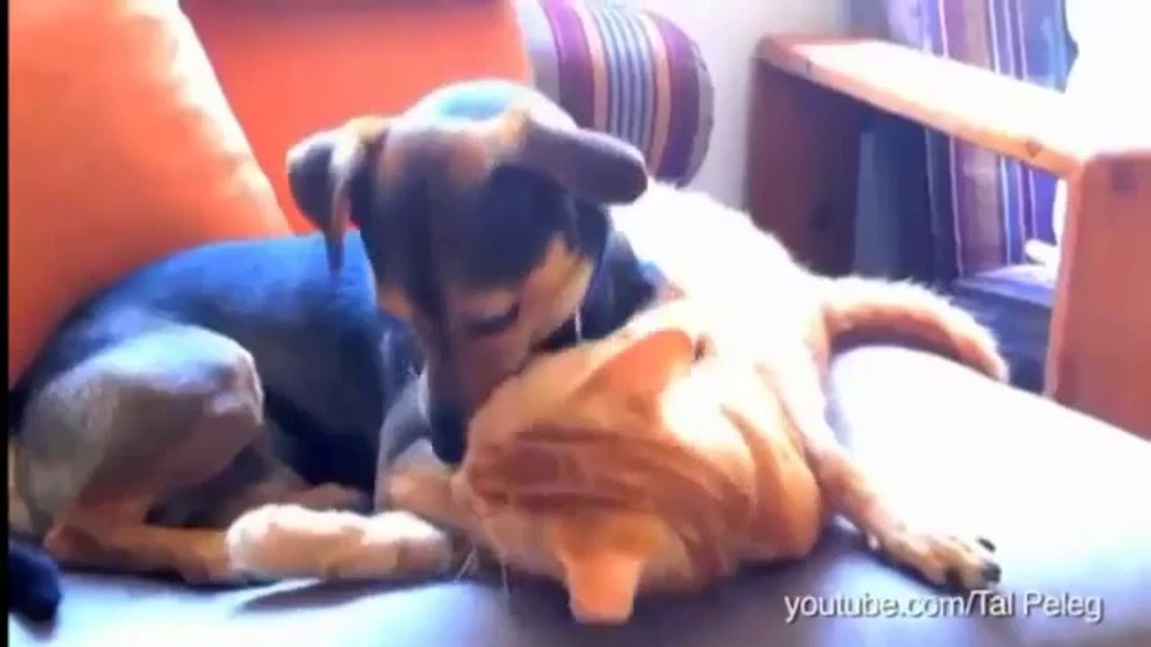 Kedilerle arkadaş olamak isteyen köpekler